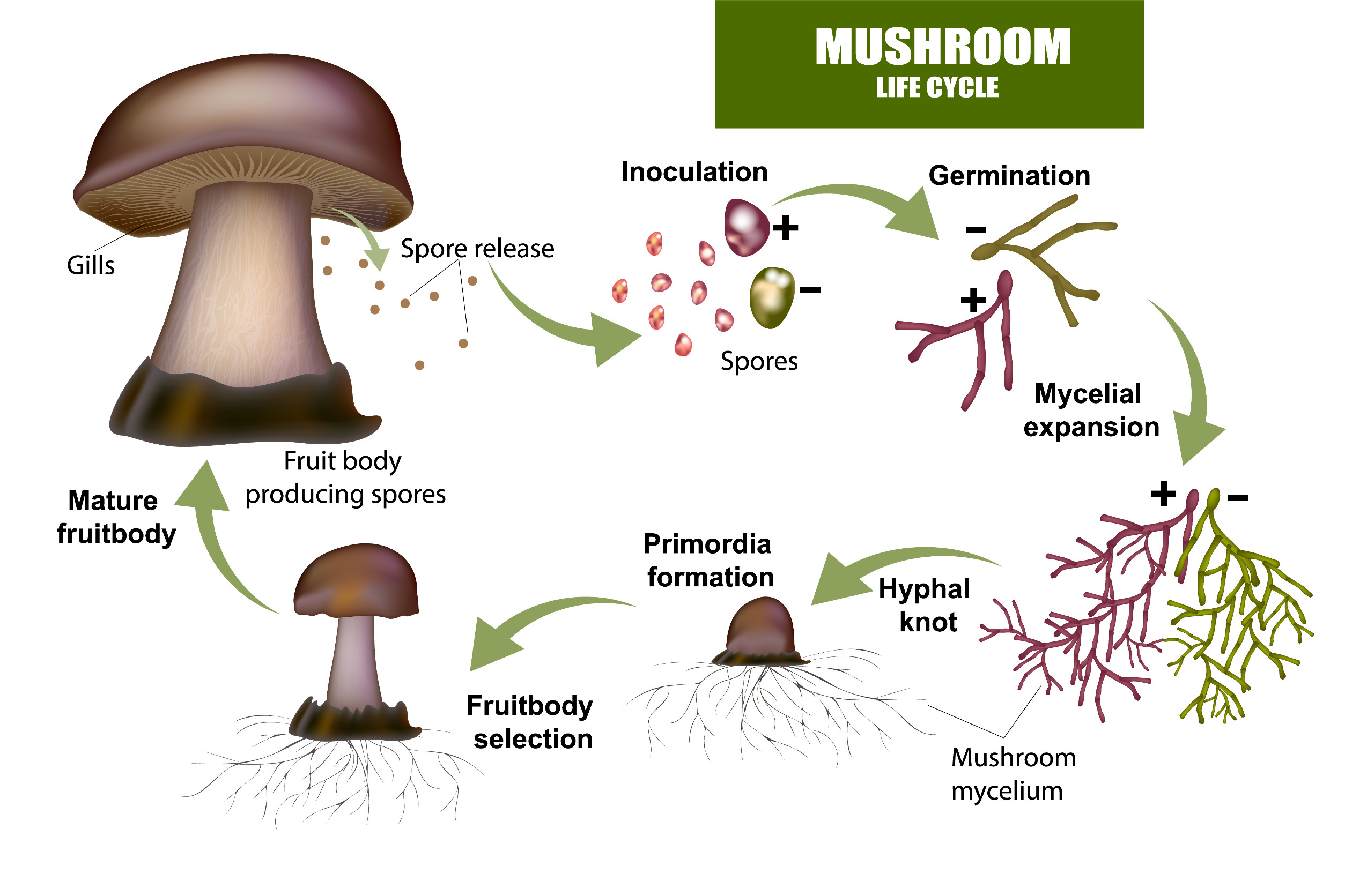 Hidden Forest Mushroom Spores